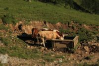 2015-07-01_2Drijaggenalm (156).JPG